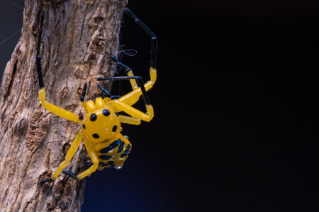 an eight spotted crab spider or Platythomisus octomaculatus. Eight-spotted crab spiders are yellow with four black spots on their cephalothorax and seven on their abdomen. The spider in the image is black and yellow, and its spots are arranged differently.の写真素材