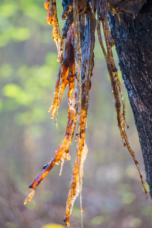 Resinous sap drips from aerial roots resembling twisted, golden stalactites, casting ethereal shadows on a blurred forest backdrop.の写真素材
