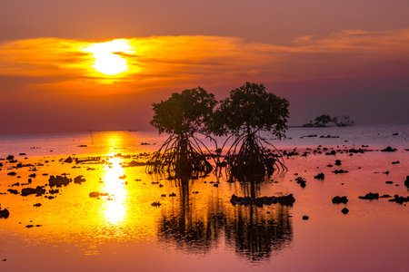 Sunset at the rocky beach with mangroves as the foreground objects in Madura, Indonesia.の写真素材