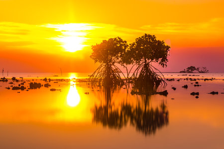 Sunset at the rocky beach with mangroves as the foreground objects in Madura, Indonesia.の写真素材