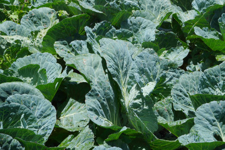 Lush green cabbage leaves dominate the scene.の写真素材