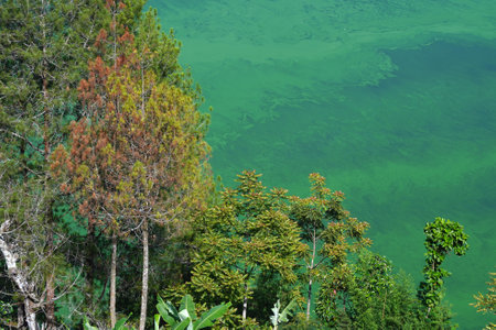 Lush green trees stand tall against a vibrant, emerald-green lake of Telaga Menjerの写真素材