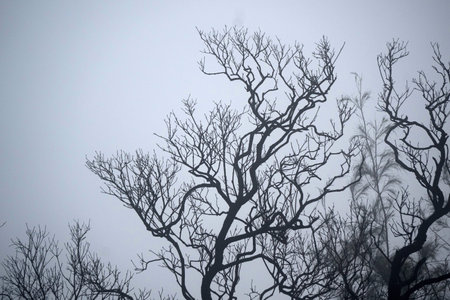 A foggy forest with bare trees, creating a mysterious and eerie atmosphere near Bromo mountain, Indonesia.の写真素材