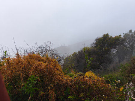 A misty mountain landscape with a foreground of dense vegetation and a hint of a tree line in the distance.の写真素材