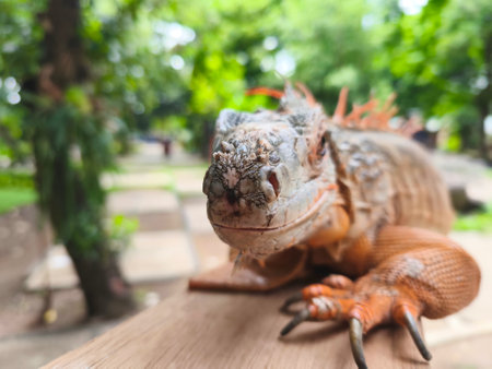 a beautiful light brown iguana basking in the sunlight.の写真素材