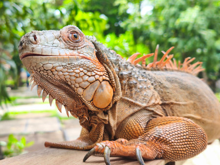 a beautiful light brown iguana basking in the sunlight.の写真素材