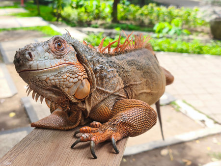 a beautiful light brown iguana basking in the sunlight.の写真素材