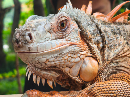 a majestic light brown iguana, highlighting its intricate scales, vibrant colors, and piercing gaze. The iguana's head is turned slightly to the side, revealing its prominent dewlapの写真素材