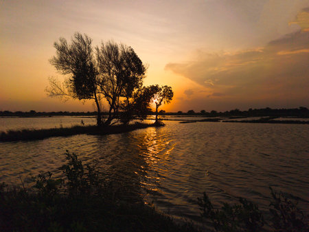 Golden light bathes the landscape as the sun dips below the horizon, illuminating a flooded rice field on Surabaya, Indonesia.の写真素材