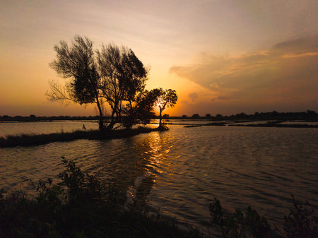Golden light bathes the landscape as the sun dips below the horizon, illuminating a flooded rice field on Surabaya, Indonesia.の写真素材