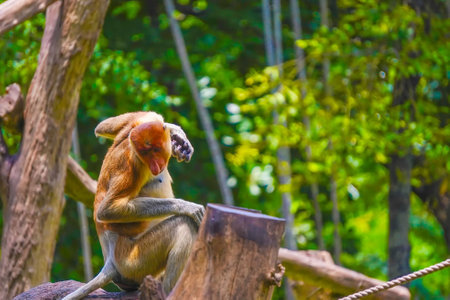 Bekantan or proboscis monkey perches on a tree stump, surrounded by lush greenery, showcasing its distinctive features and playful demeanor.の写真素材