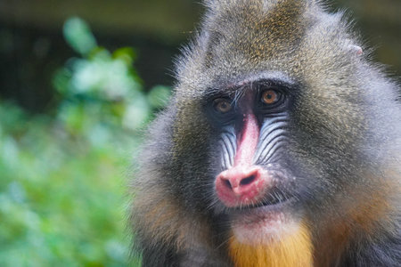 The mandrill (Mandrillus sphinx) is a primate of the Old World monkey family.