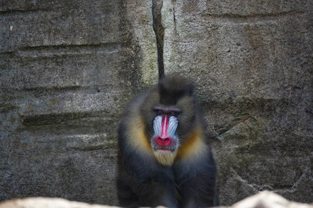 Mandrill (Mandrillus sphinx) in a zoo