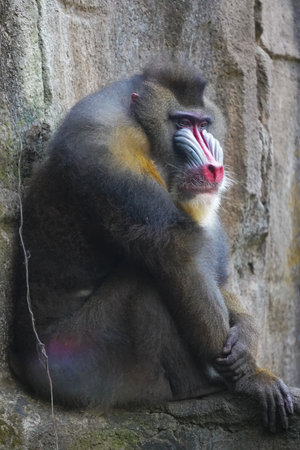 Mandrill (Mandrillus sphinx) in the wild