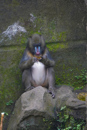 Mandrill (Mandrillus sphinx) sitting on a rock