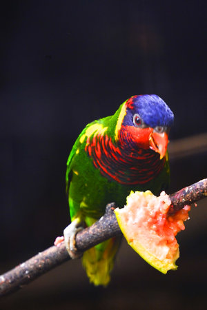 Rainbow Lorikeet (Trichoglossus haematodus)