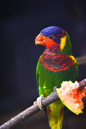 Rainbow lorikeet sitting on a branch