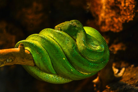 Green tree python in the nature