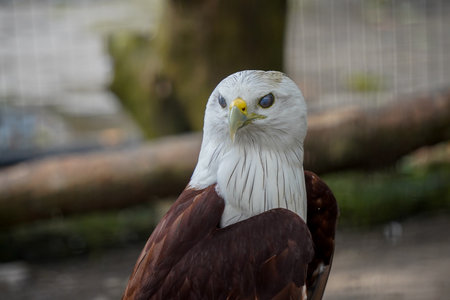 Bald Eagle (Haliaeetus leucocephalus)