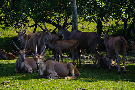 A close-up shot of a common eland resting on green grass, with two others partially visible in the...