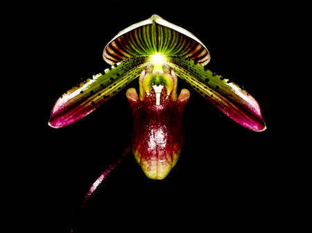 Full frame Paph.の写真素材