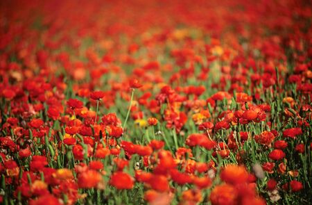 Field of red Ranunculus flowersの写真素材