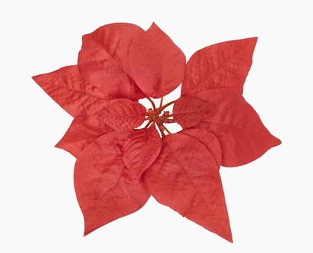 Red christmas plantの写真素材