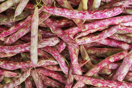 Cranberry Beans in farmers market, Seattle, Washingtonの写真素材