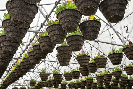 Pots of planted annuals hanging in nursery greenhouse, Oregonの写真素材