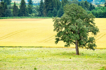 Tree next to a field of crops, Willamette Valley, Oregonの写真素材