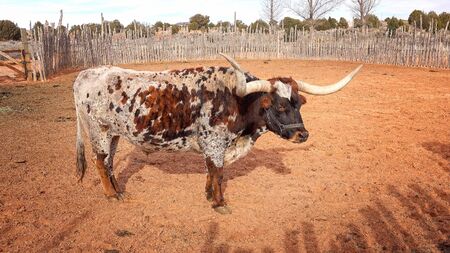 Texas Longhorn steer in a pen at Pipe Spring National Monumentの写真素材