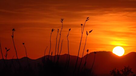Ocotillo cactus and setting sun in Saguaro National Parkの写真素材
