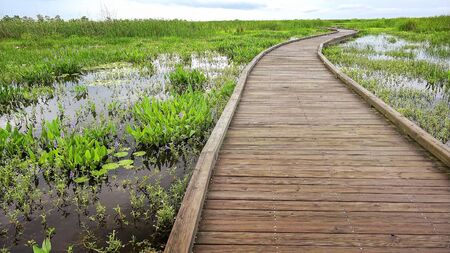 Boardwalk curves through  a marsh and wetlands along Pintail Wildlife Drive at Cameron Prairie National Wildlife Refuge in Louisianaの写真素材