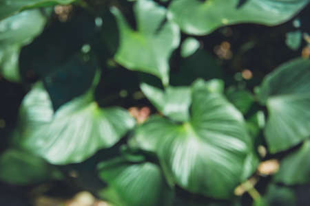 Blur of Top view Tropical forest and travel adventure concept. Close up tropical nature green leaf...