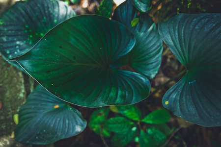 Close up tropical nature green leaf caladium texture background. Tropical forest and travel adventure concept. Vintage tone filter color style.の写真素材