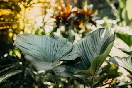 Tropical green leaves in morning dew with defocus dark background,  nature summer forest plant conceptの写真素材