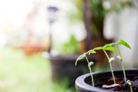 Young Plant Growing In Sunlight. Young sprout in springtime,Closeup. New life concept. space for textの写真素材