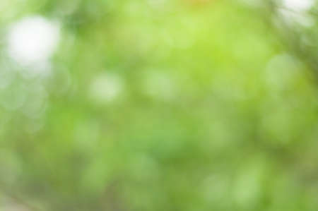 Sunny abstract blur green color for background,blurred and defocused effect spring concept for designの写真素材