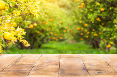 Wood table top with blur of orange garden in the morning.For montage product display.の写真素材