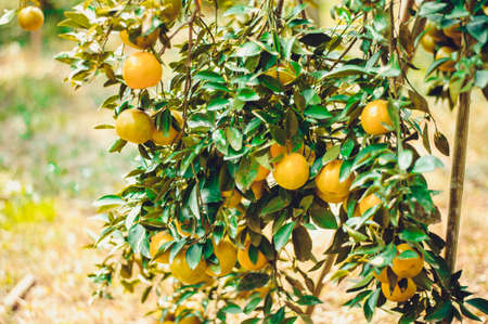 mandarin orange farm. Ripe and fresh oranges hanging on branch, orange orchard.の写真素材