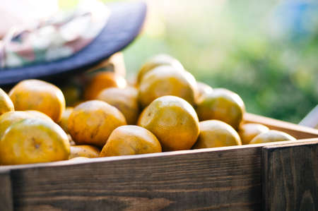 decoration of wooden box and closeup fresh orange inside.の写真素材
