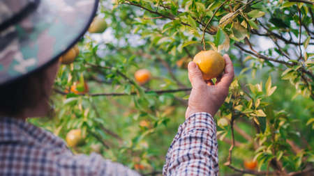 Closeup of middle age lady farmer harvesting oranges in farm with a splash waterの写真素材