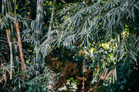 Green leaves of bamboo forestの写真素材