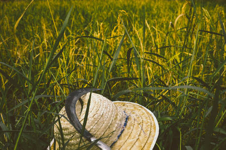 A hat and sickle in paddy rice field. Thailand. Agriculture relax concept.