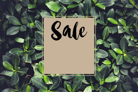 Natural green leaf template, tropical summer fashion with Sale text with green leaf backgrounds