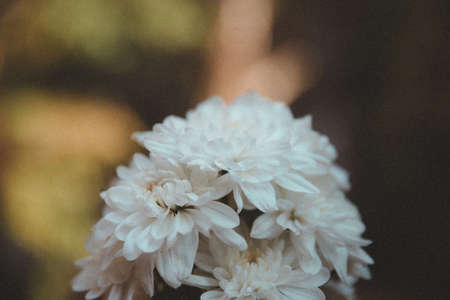 A vintage bouquet of sweet white flowers wtih blurred garden background. Vintage effect wint grain.