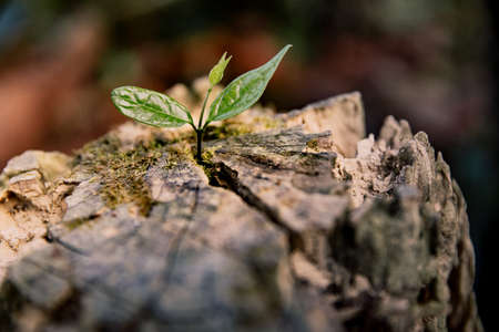 A little green young plant growing in the log wood.