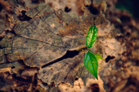 A horizontal shot of young plant grow in the log wood.の写真素材