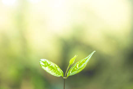 A green young plant grow on the soil with blur green blackground.