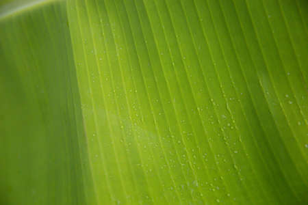 Close-up Rain drops on banana leaf in sunlightの写真素材